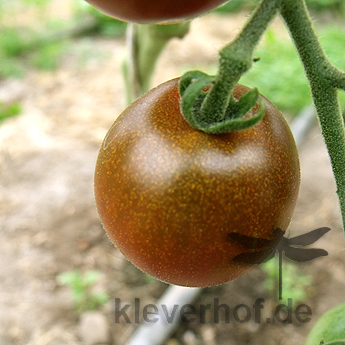 schöne Alte Tomatensorte