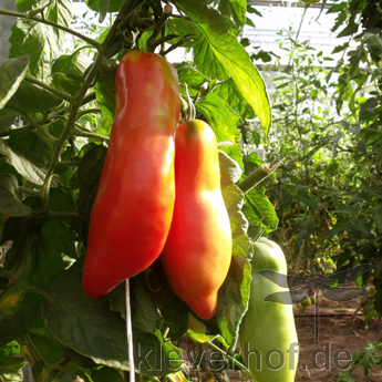 Rote längliche Demeter Tomatenvielfalt mit Geschmack 