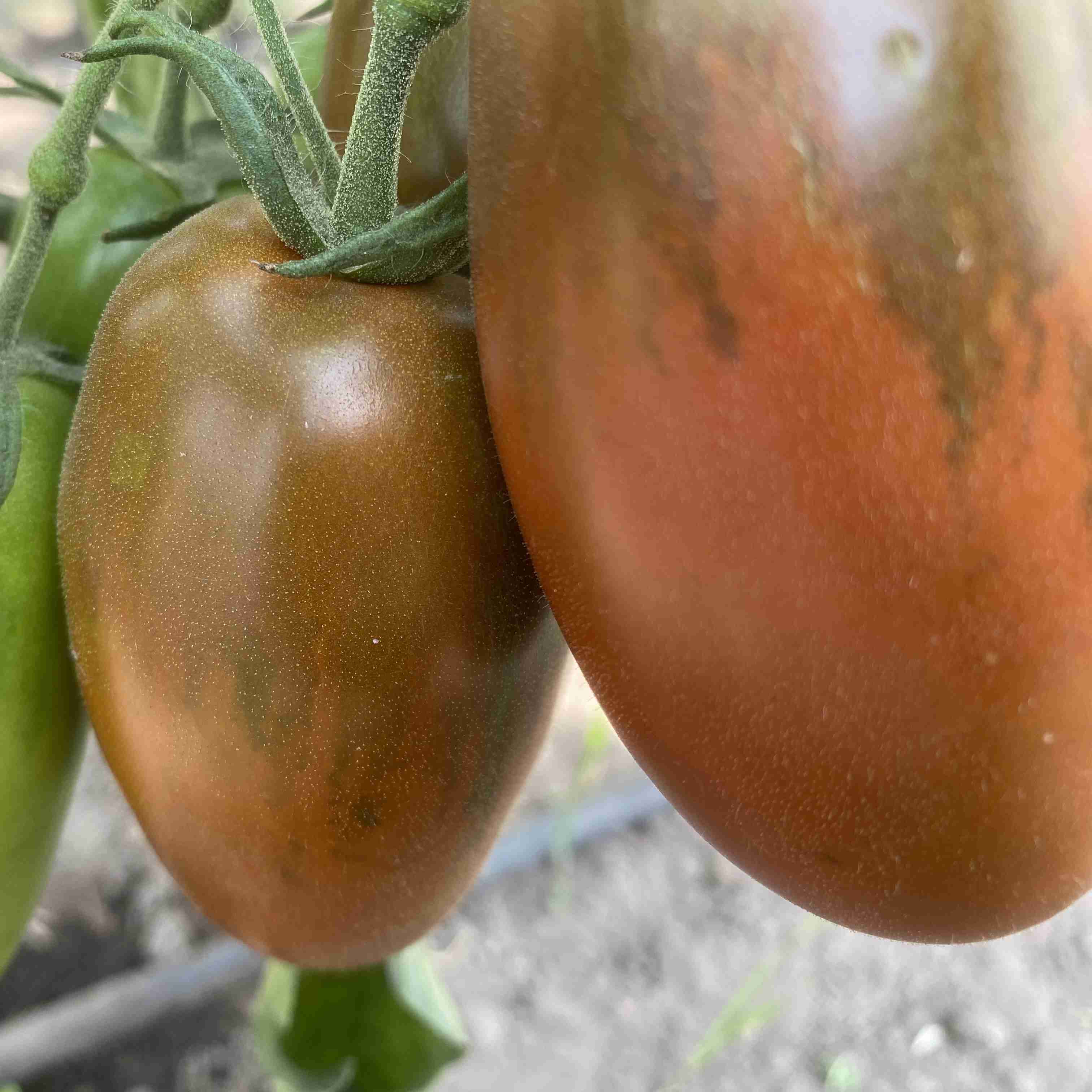Tomatensaatgut Sosulka Chernaya