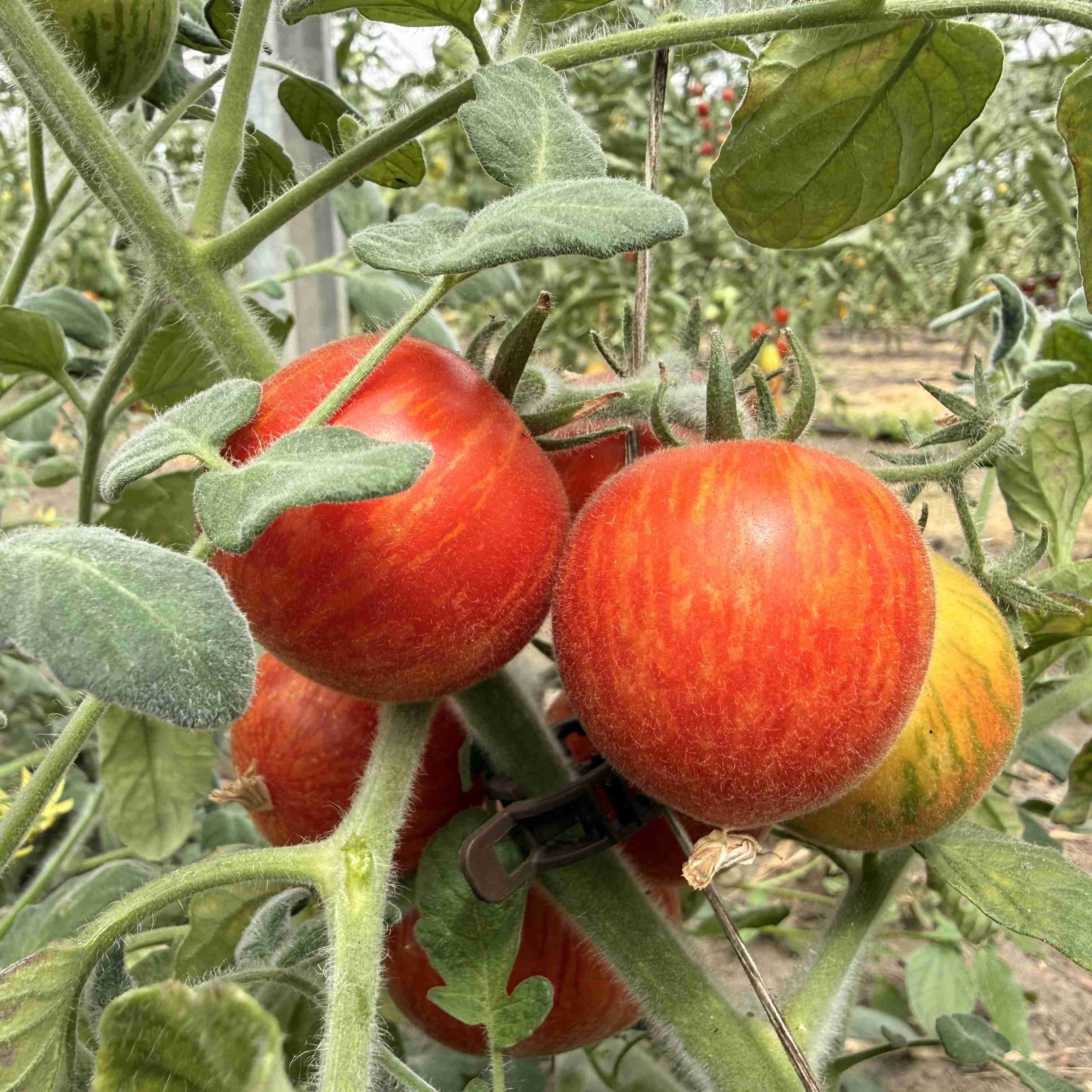 Tomatensaatgut Elberta Peach