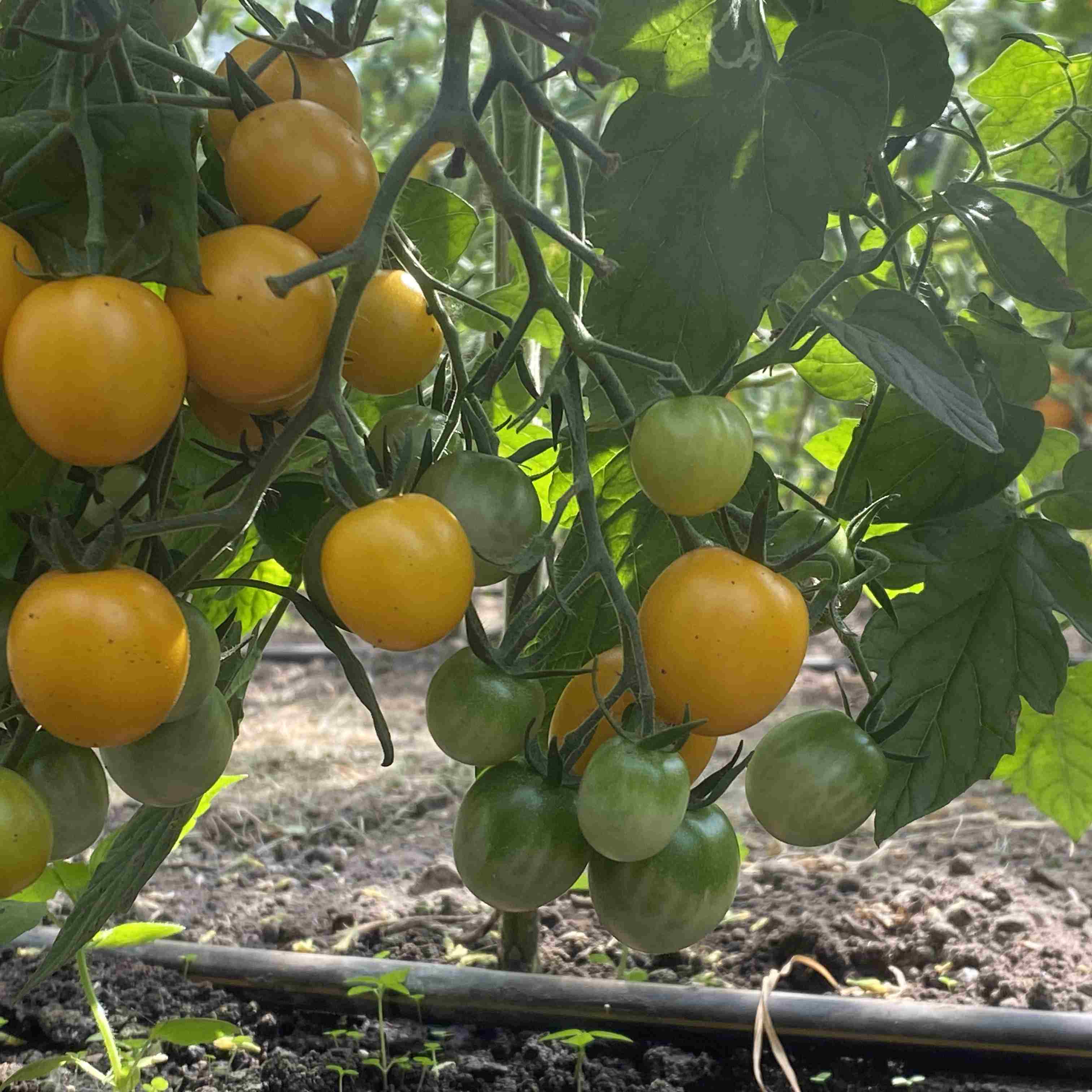 Tomatensaatgut Goldkrone
