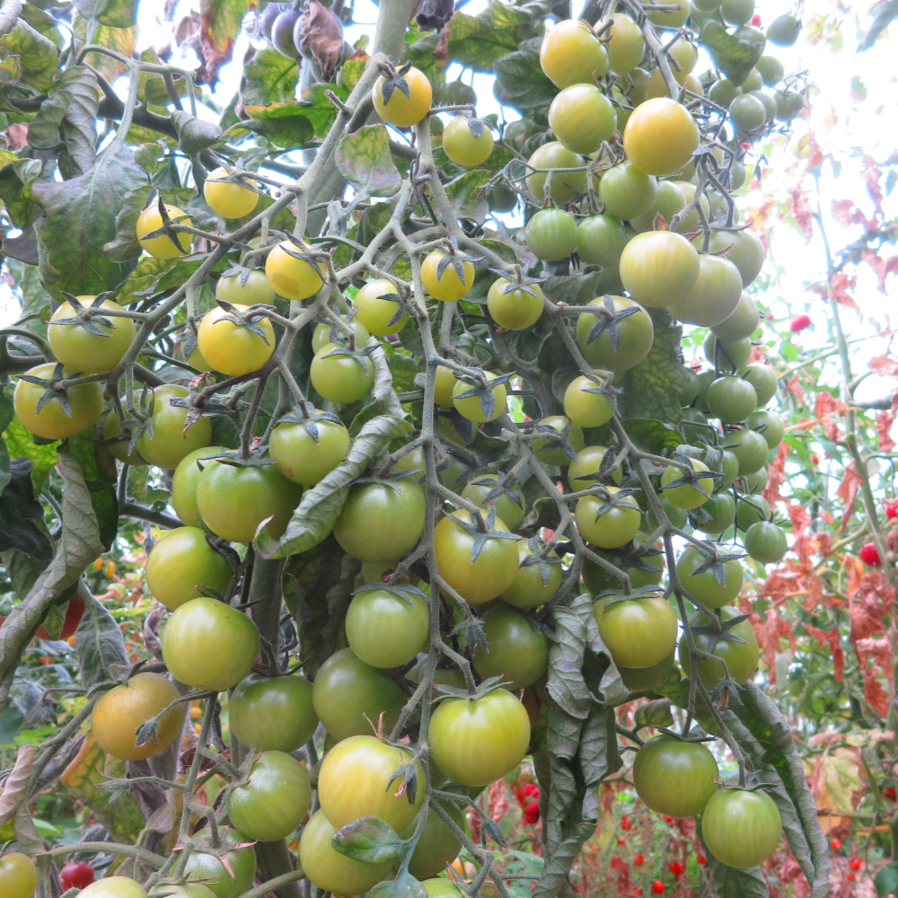 Grün/Gelbe Tomatenvielfalt