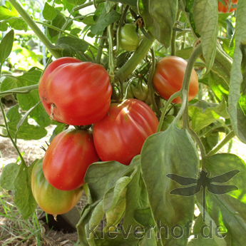 Pinke und Rote Tomatenvielfalt