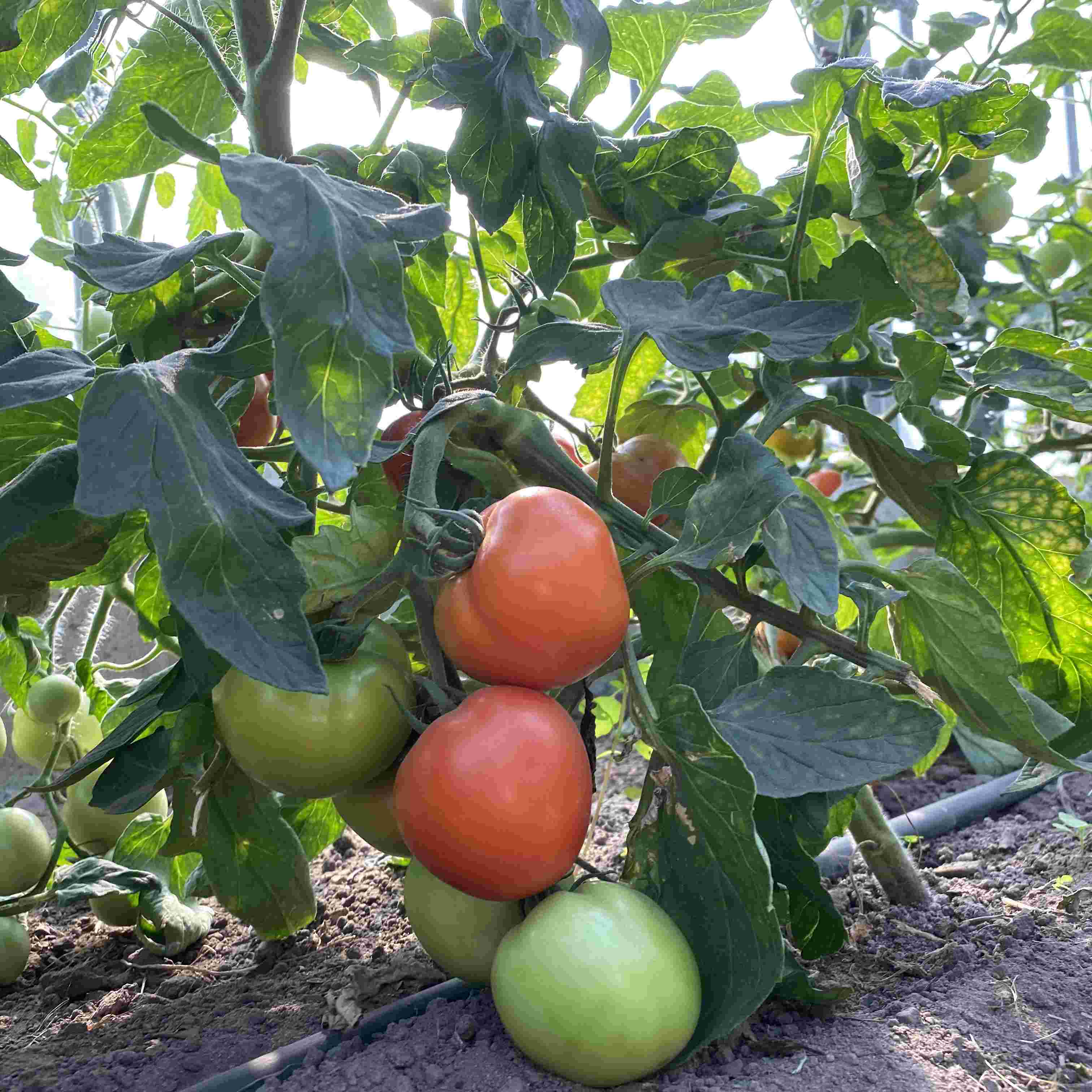 Tomatensaatgut Katja