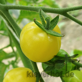Gelb und Weiße Tomatenfrucht