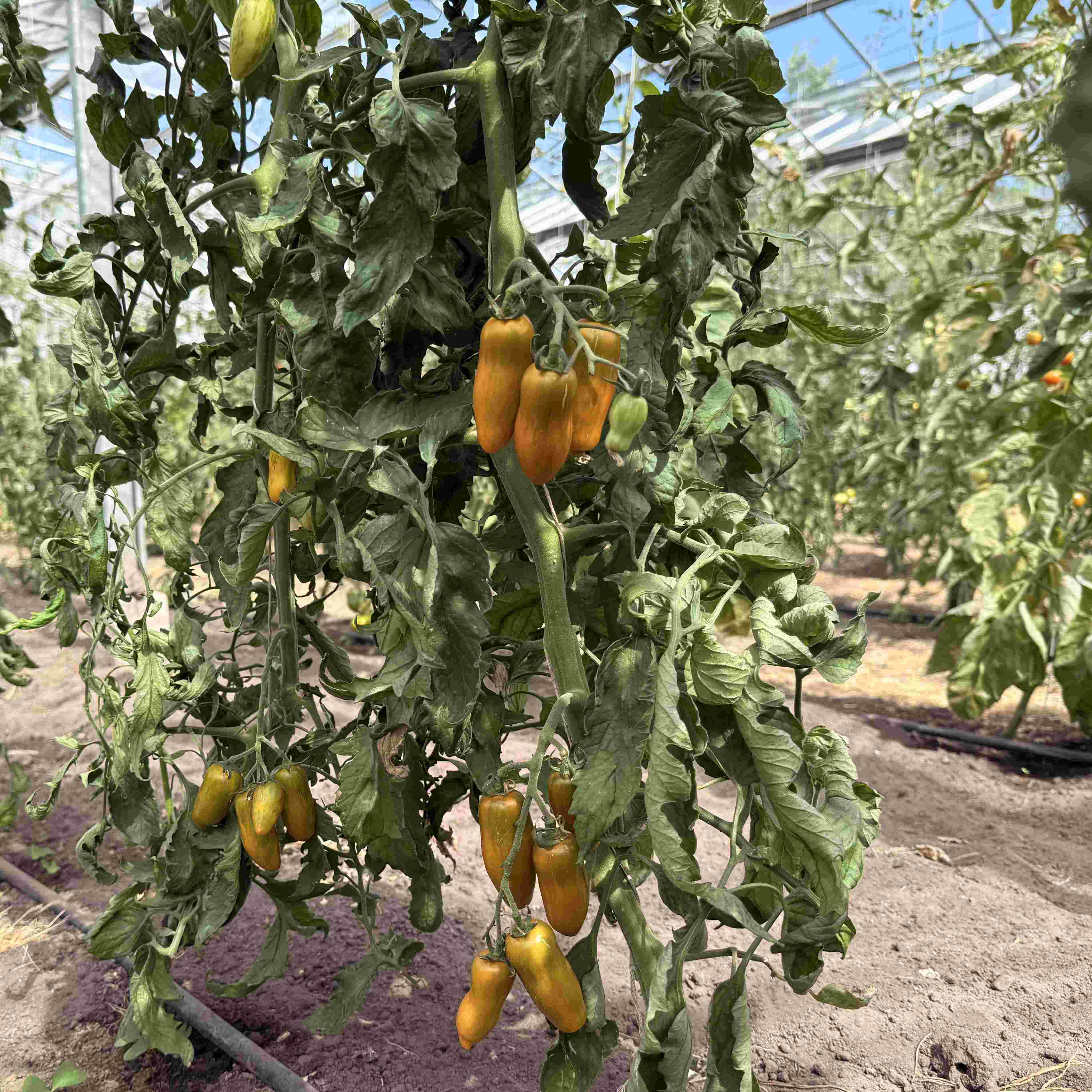 Tomatensaatgut Casady's Sunrise