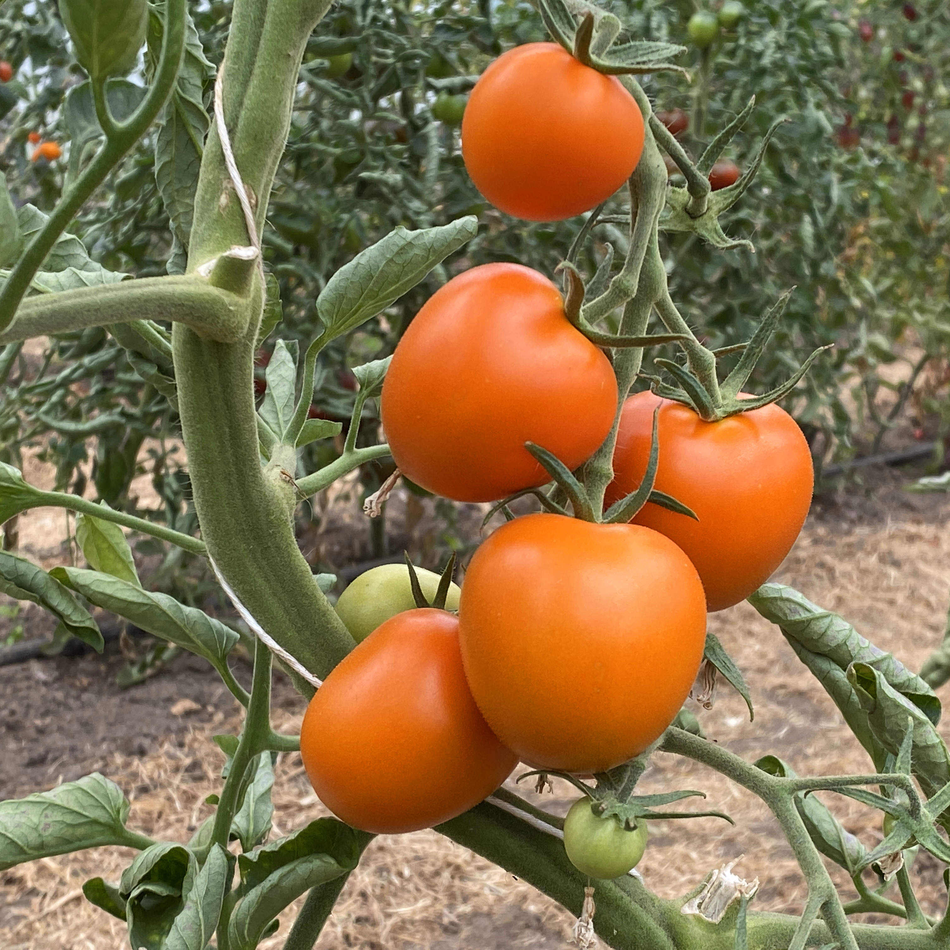 Tomatensaatgut Auriga