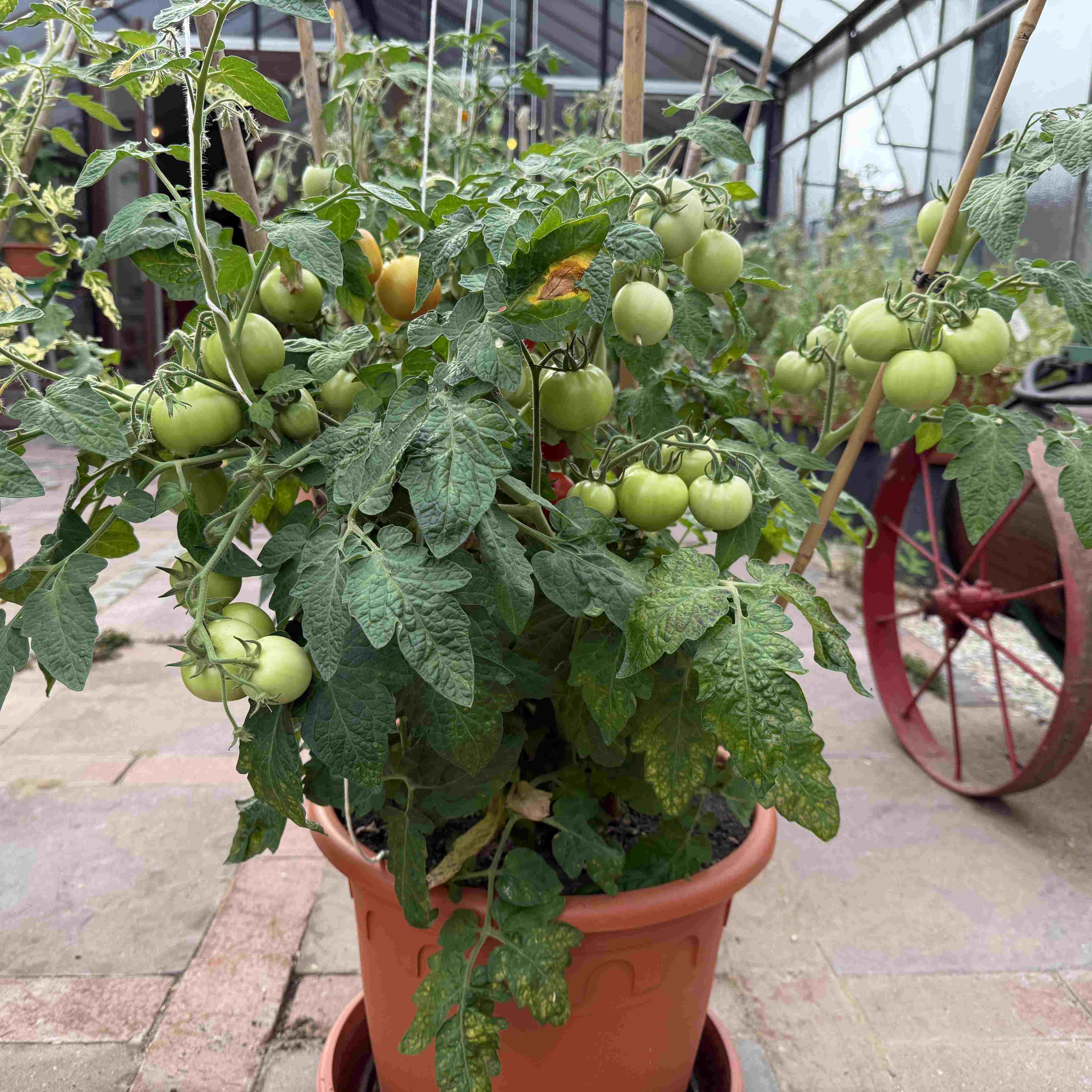 Tomatensaatgut Jutta