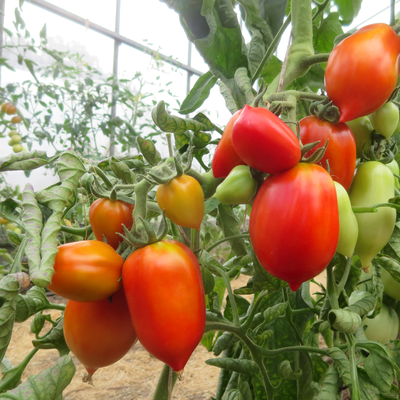 Rote Tomatenvielfalt mit gutem Geschmack