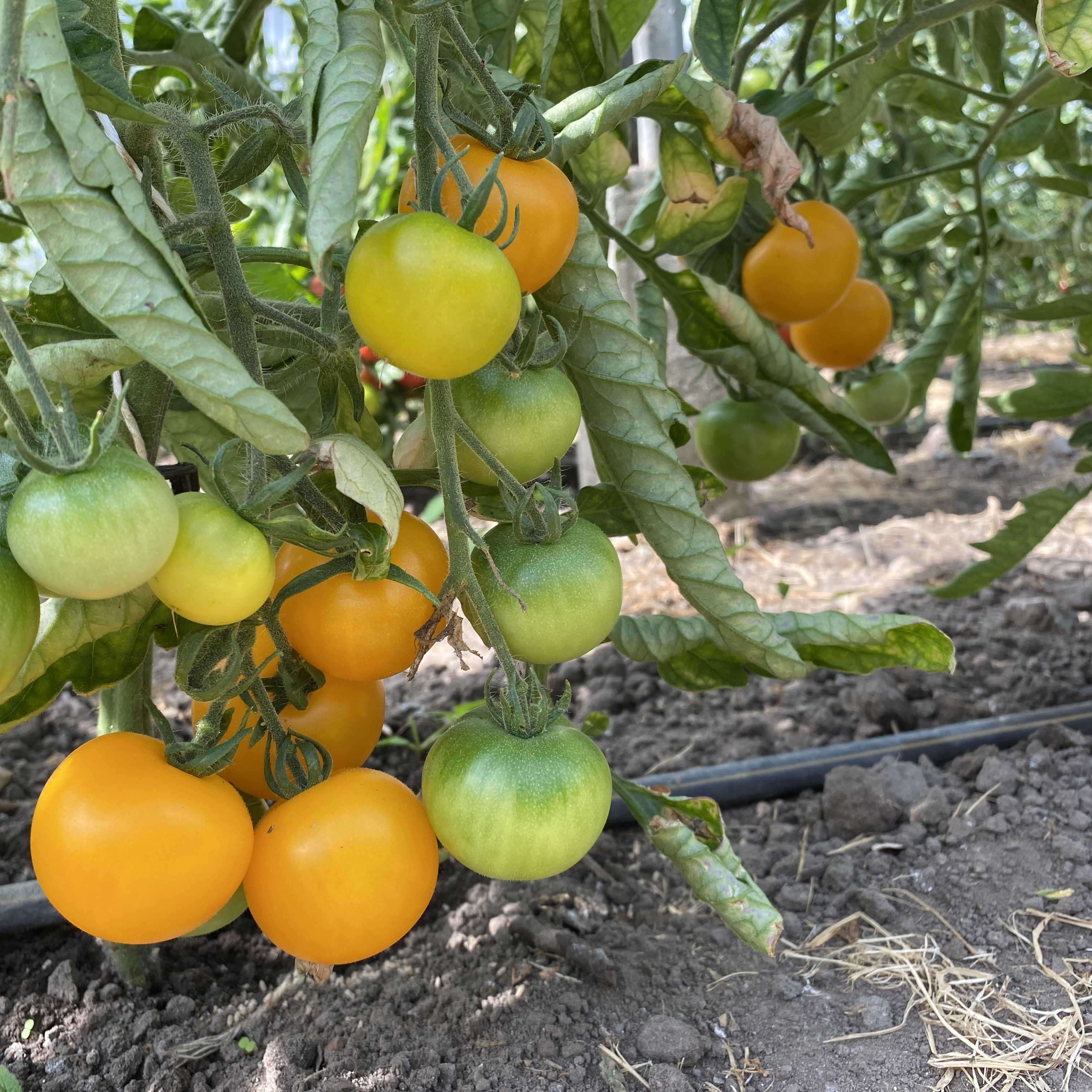 Tomatensaatgut Gelbe von Thun