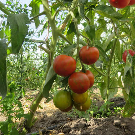 Rot gestreifte Tomatensorte