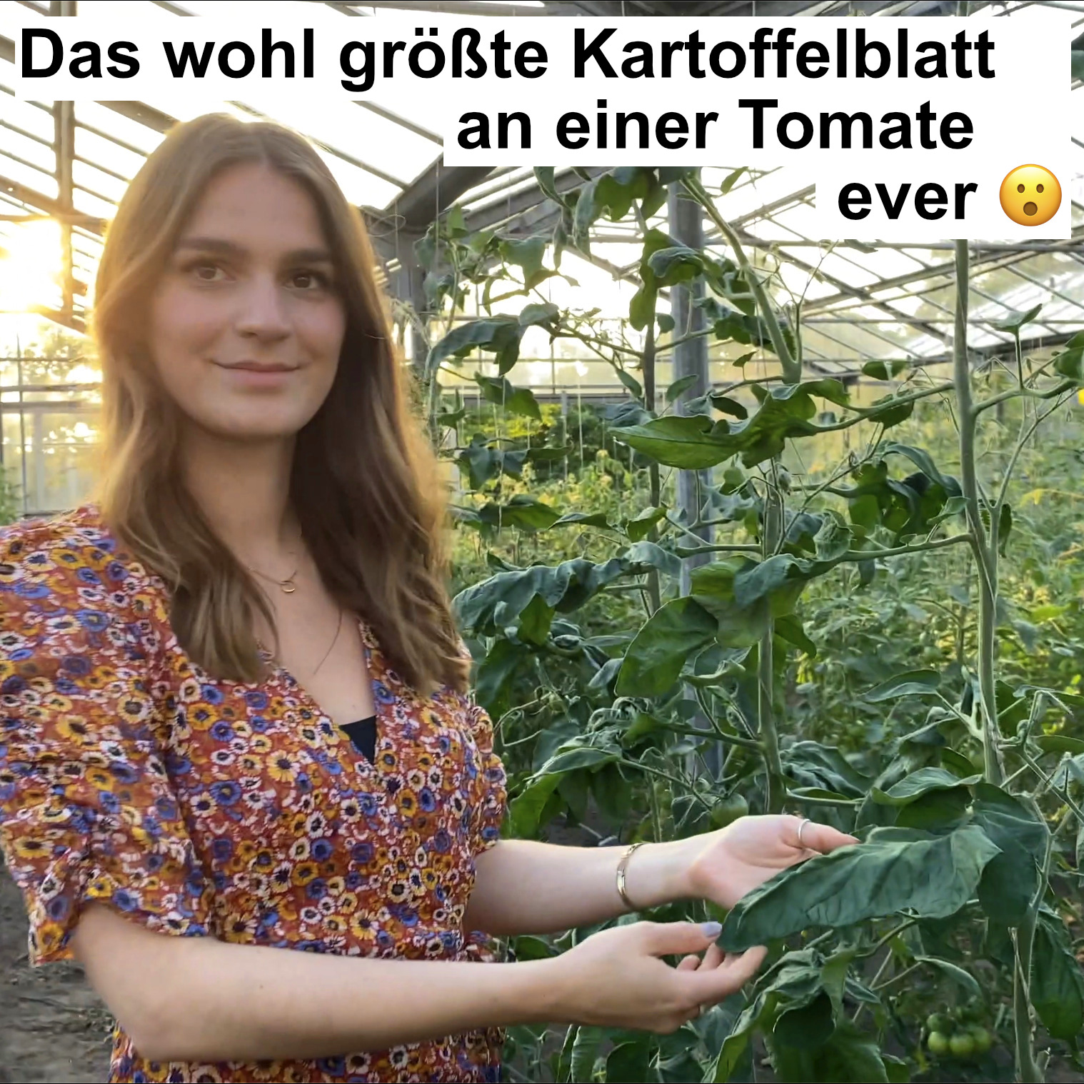 Tomatensaatgut Märchenwald