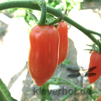 Rote längliche Demeter Tomatenfrüchte