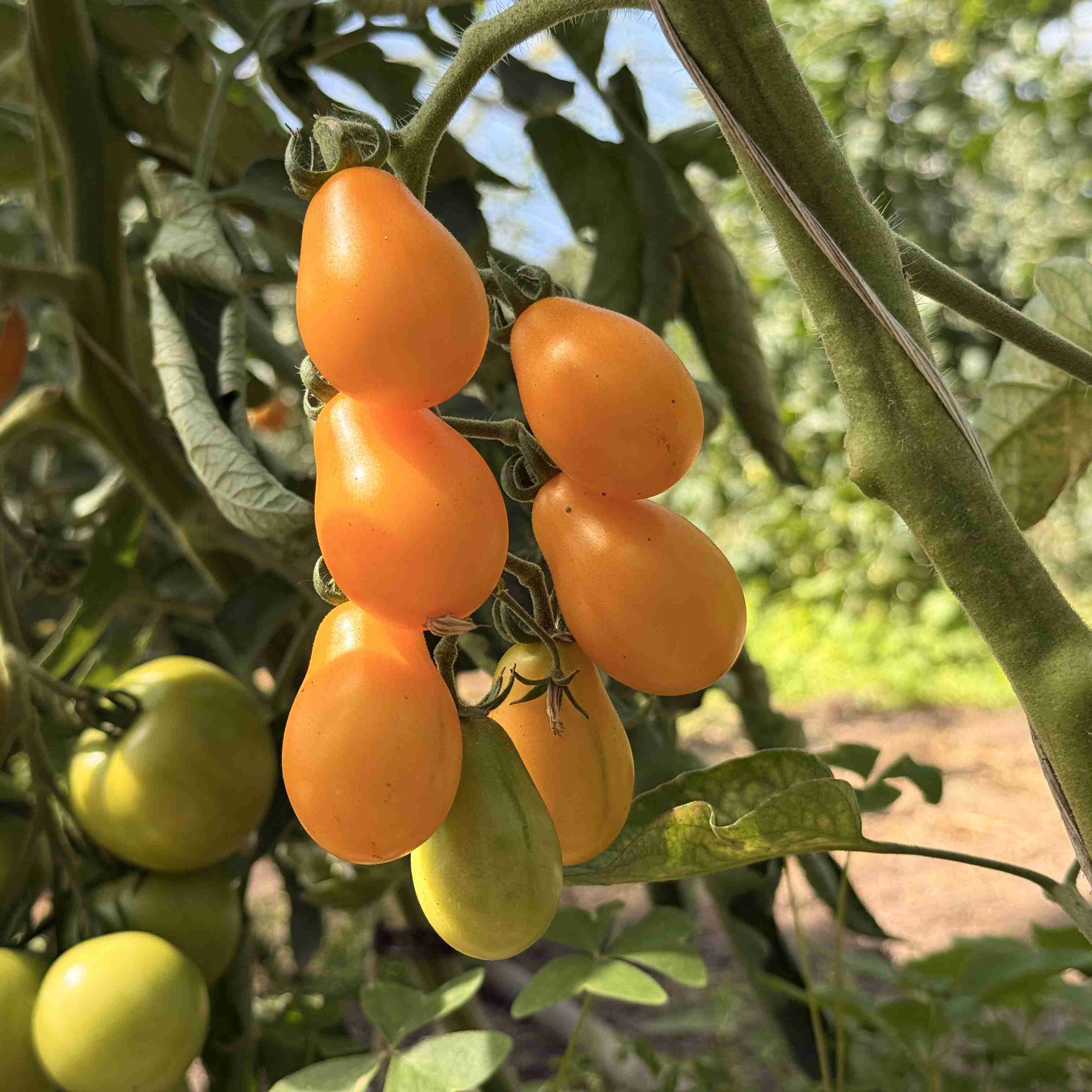 Tomatensaatgut Yellow Submarine