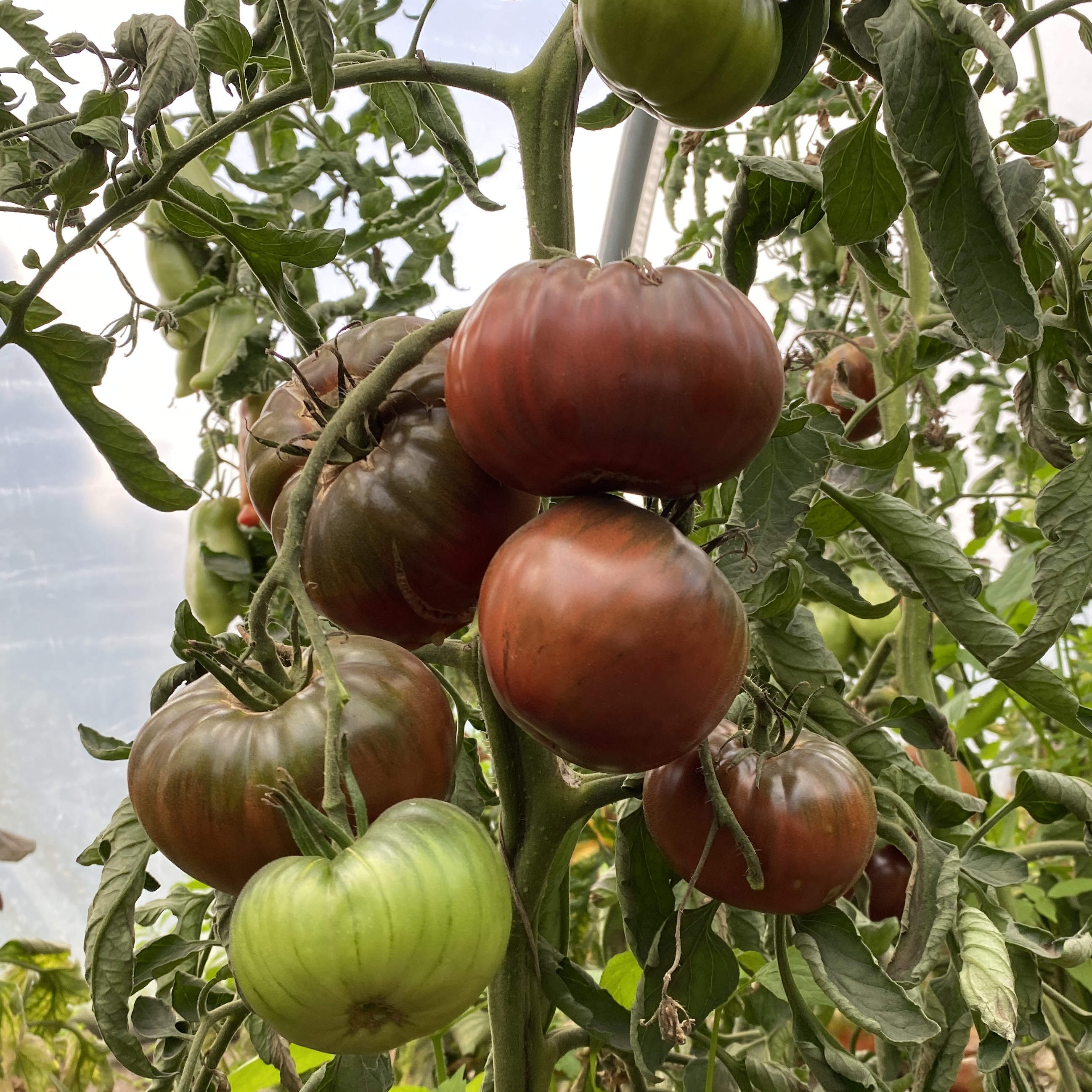 Tomatensaatgut Not Purple Strawberry