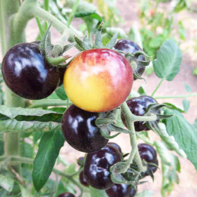 Gelb/Blaue Bio Tomatensorten