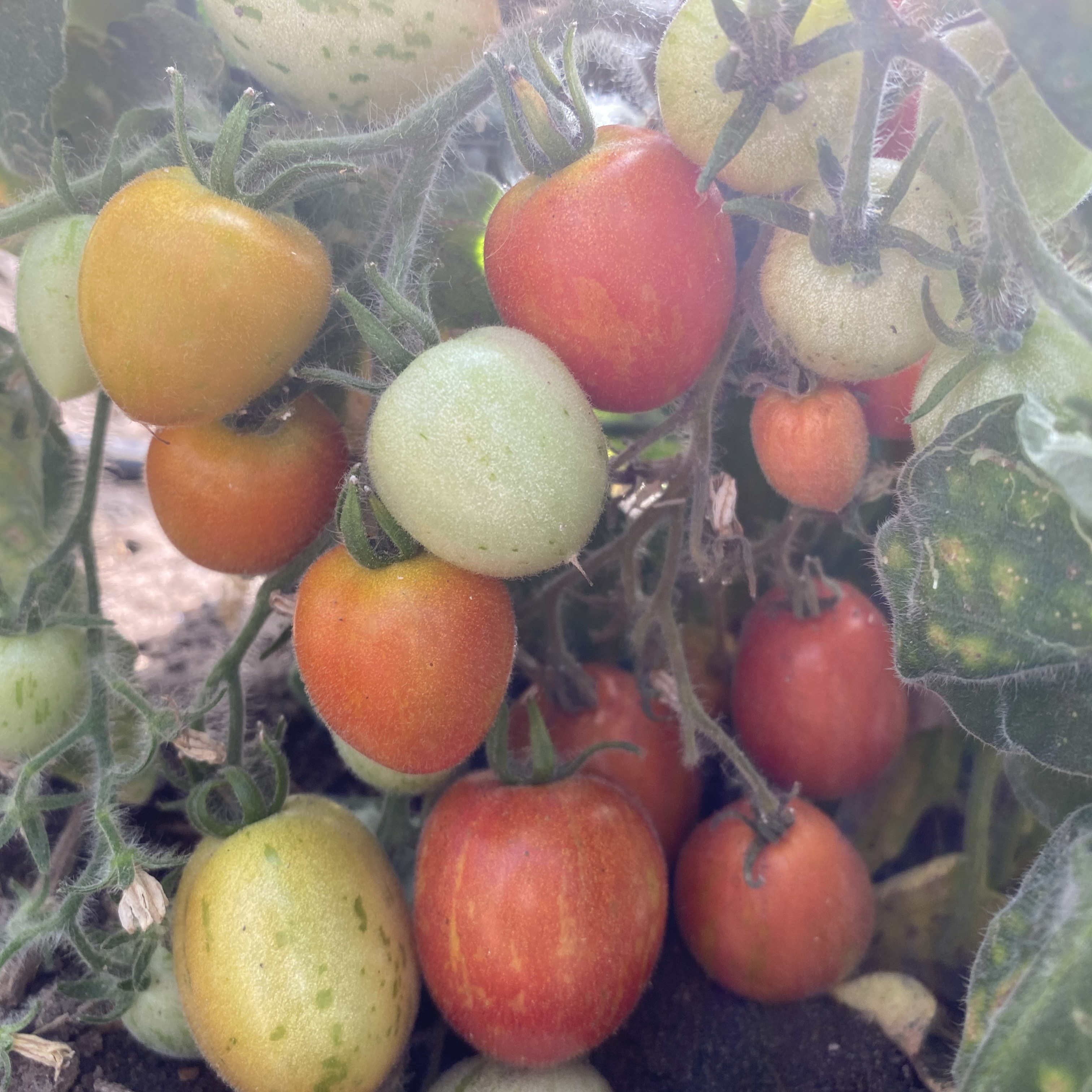 Tomatensaatgut Woolly Zwerg