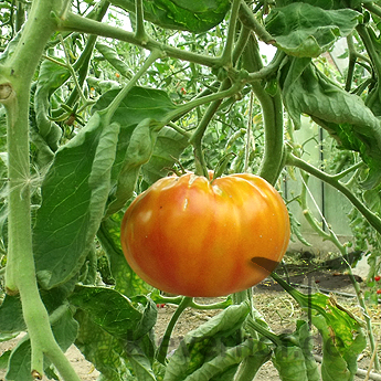 Orange Tomatenvielfalt