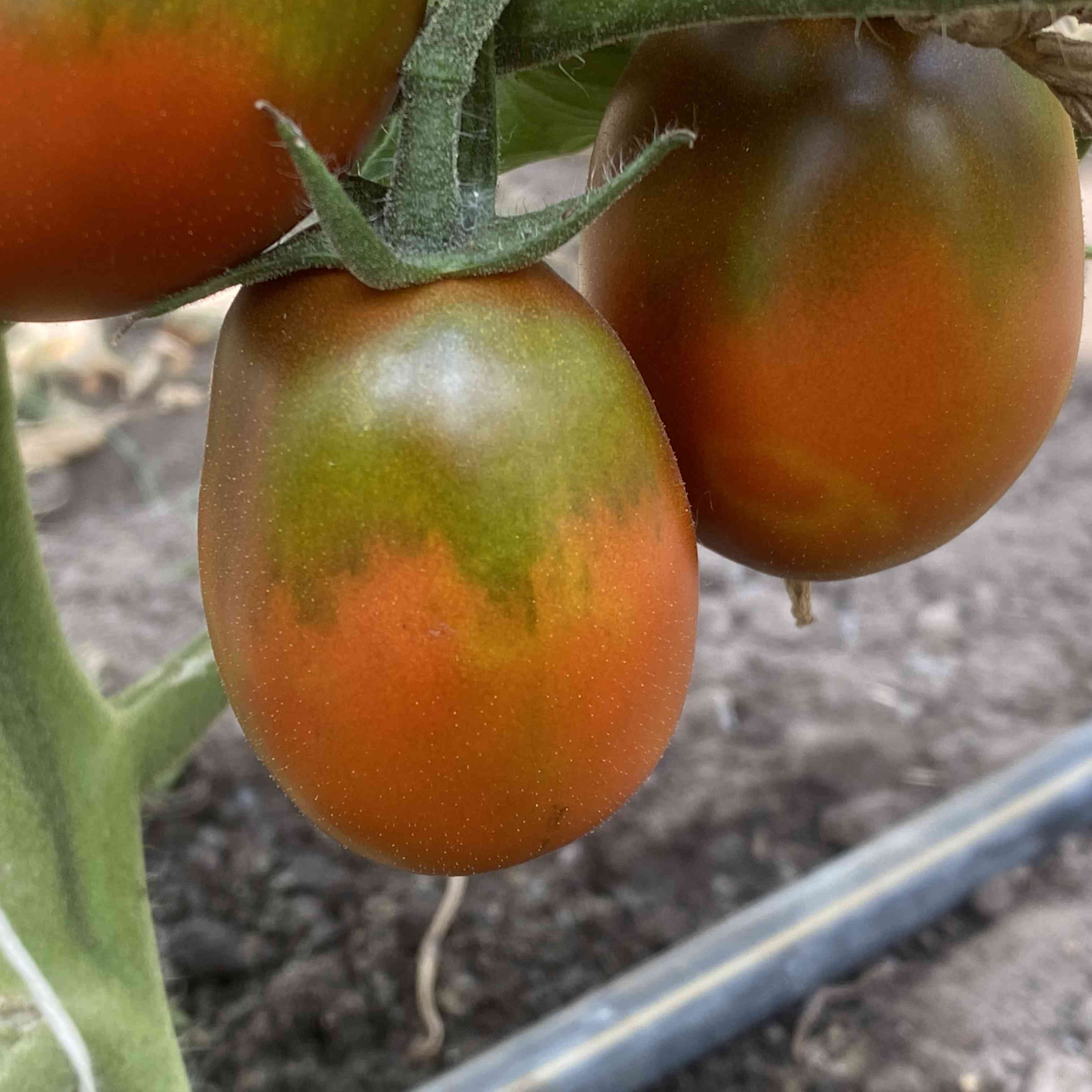 Tomatensaatgut Koritschnevaja Sliva