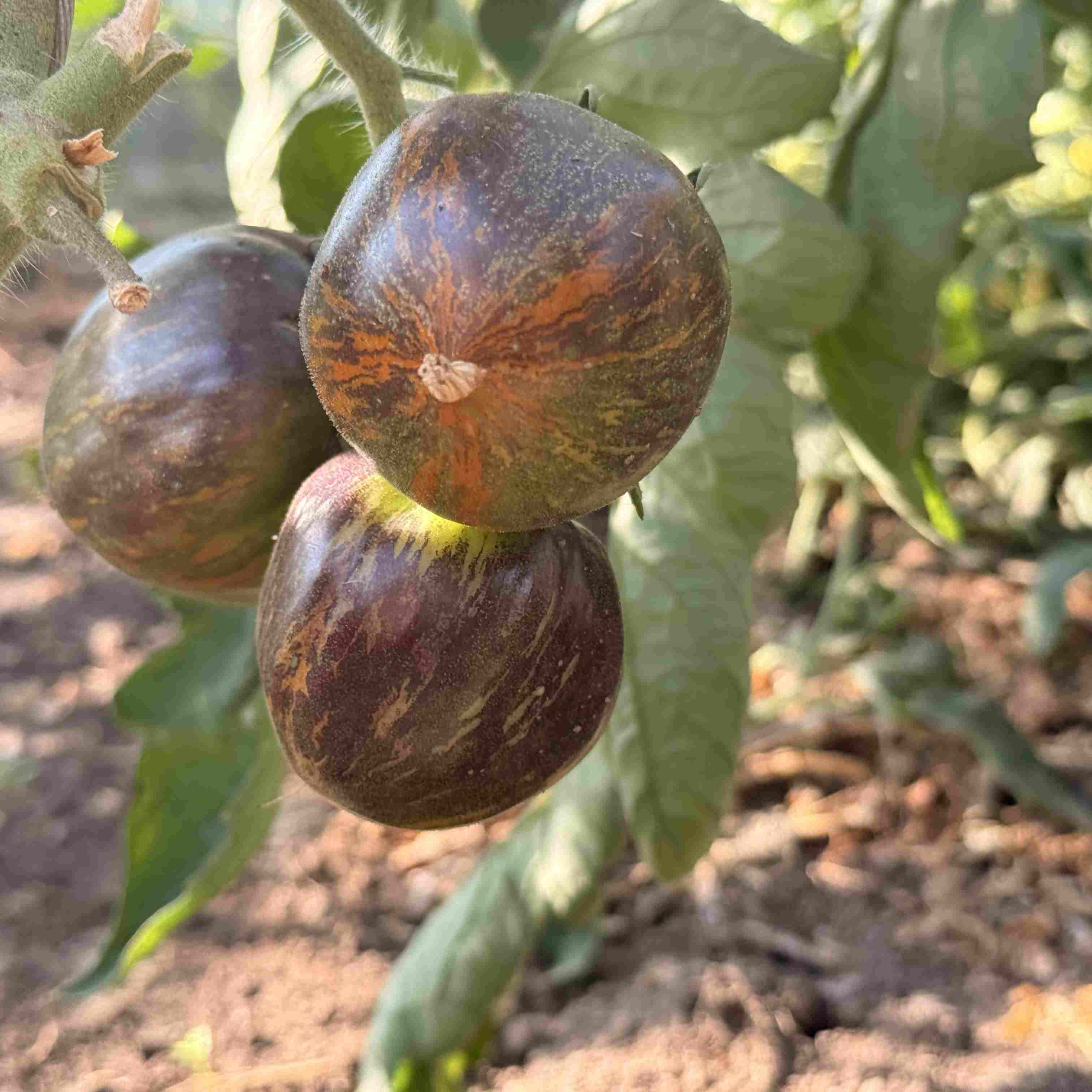 Tomatensaatgut E-Swamp
