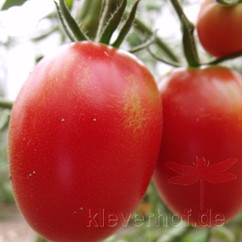 Prachtvolle Rote Tomatenvielfalt mit echtem Geschmack