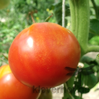 Rote Tomatensorte