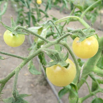 Gelb/Weiße Cherry Tomatensorte