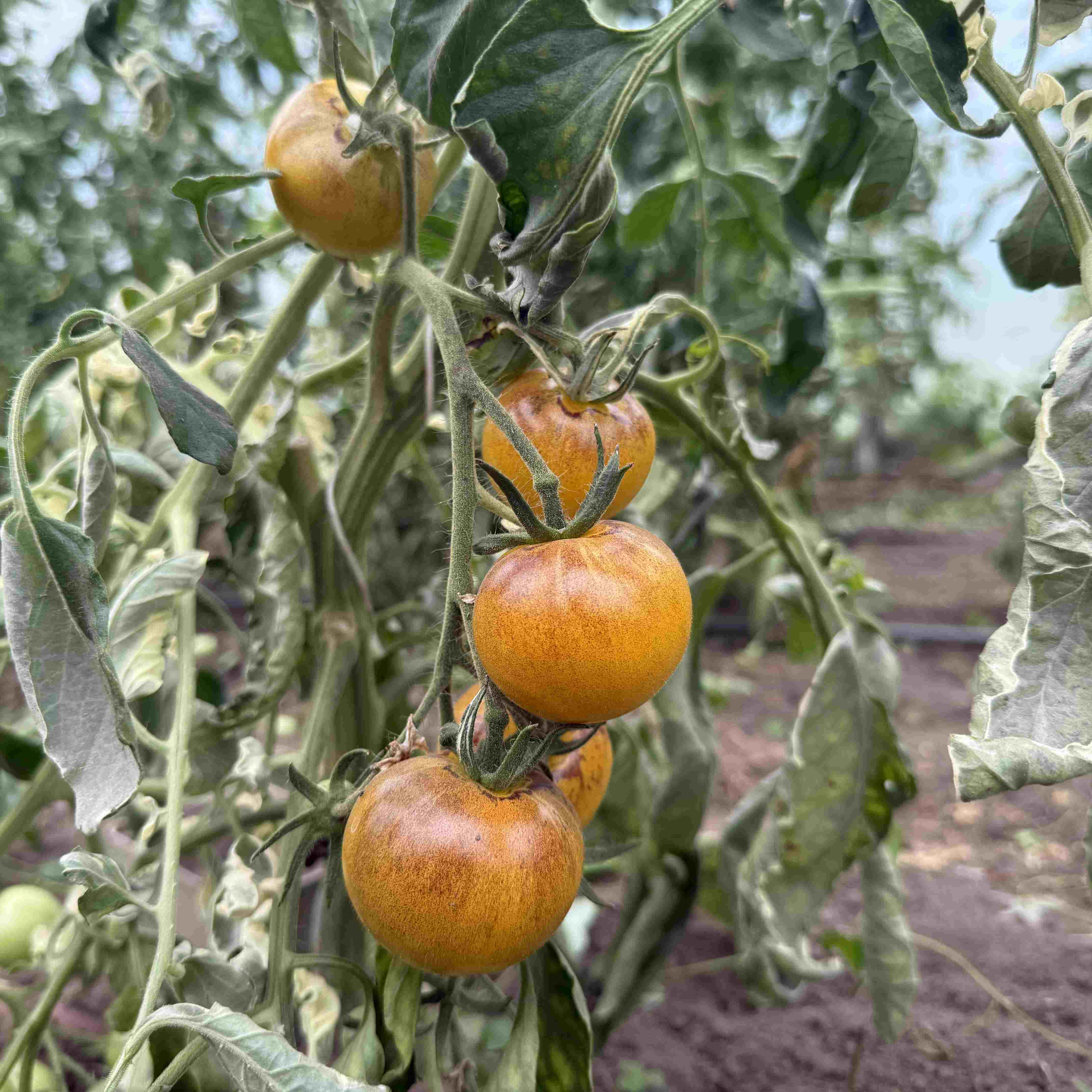 Tomatensaatgut E-Pørl Gelb