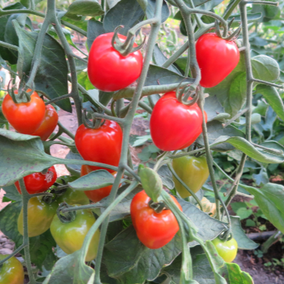 Rote tomatenvielfalt in Herzform