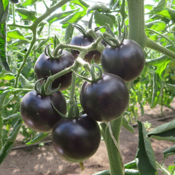 Schwarze/Grüne Tomatenrarität
