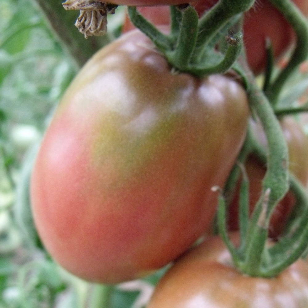 Saatgut Samen Von Der Tomate Purple Russian