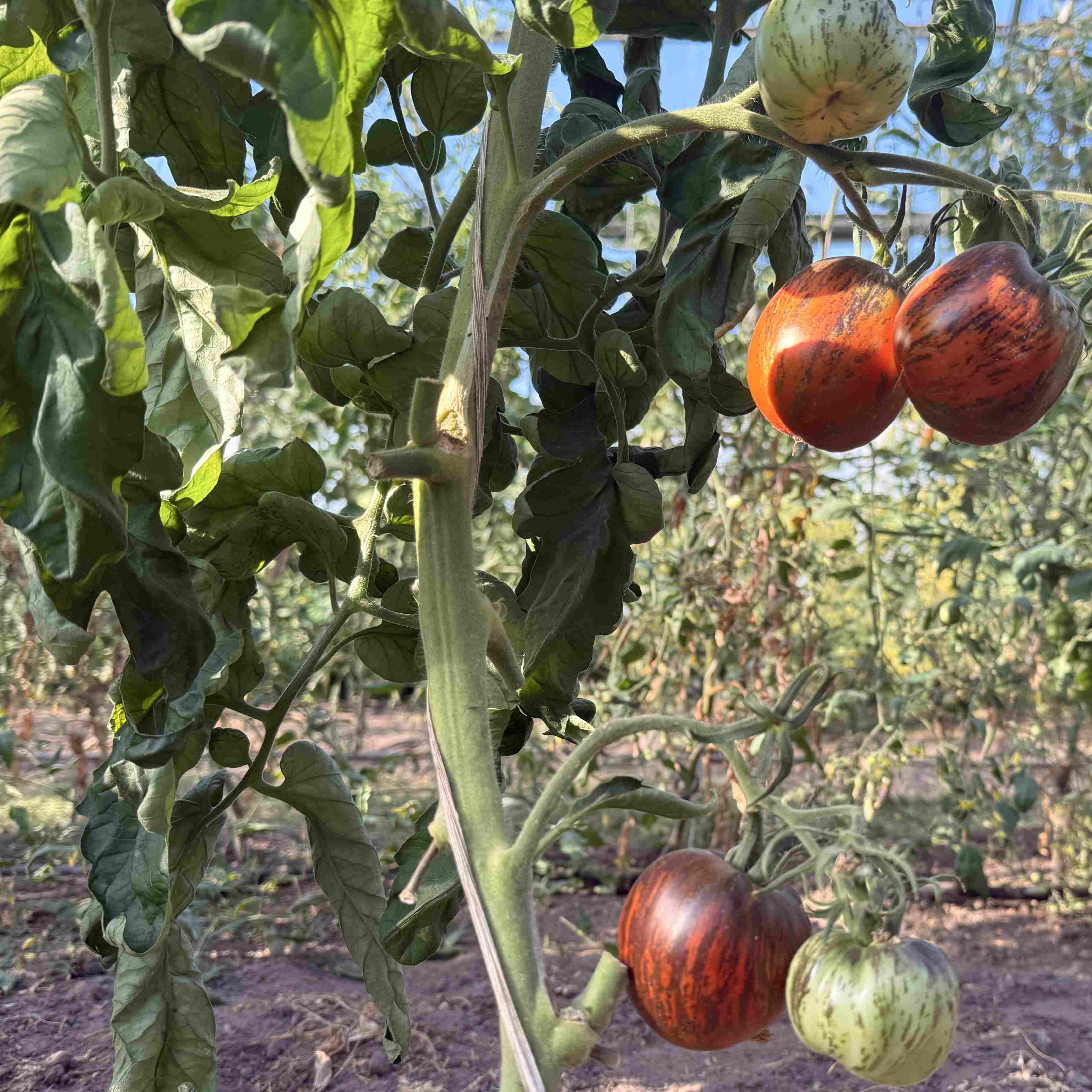 Tomatensaatgut E-Swamp
