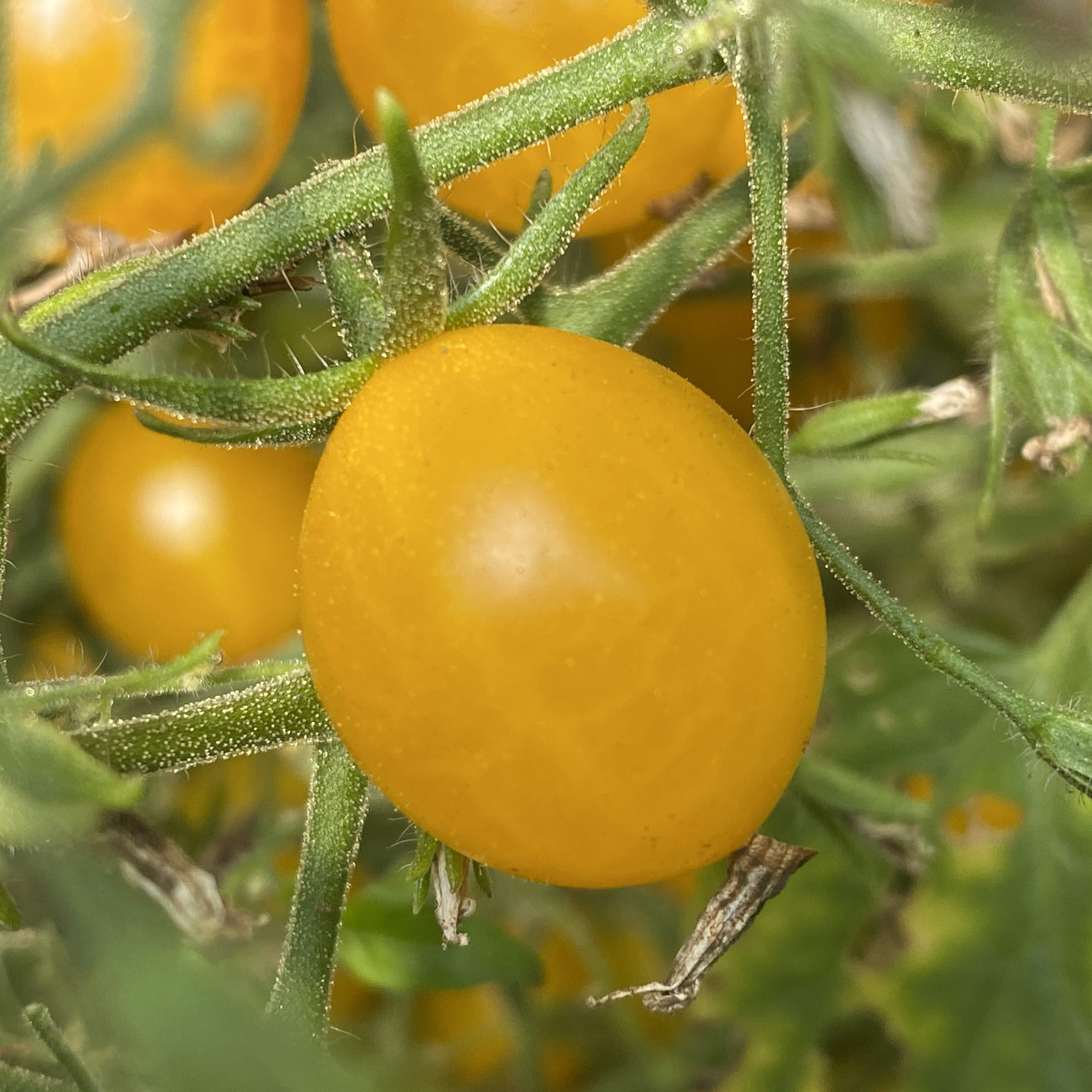 Tomatensaatgut Microwein