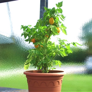 Süße Gelbe Cherry Tomatenfrüchte