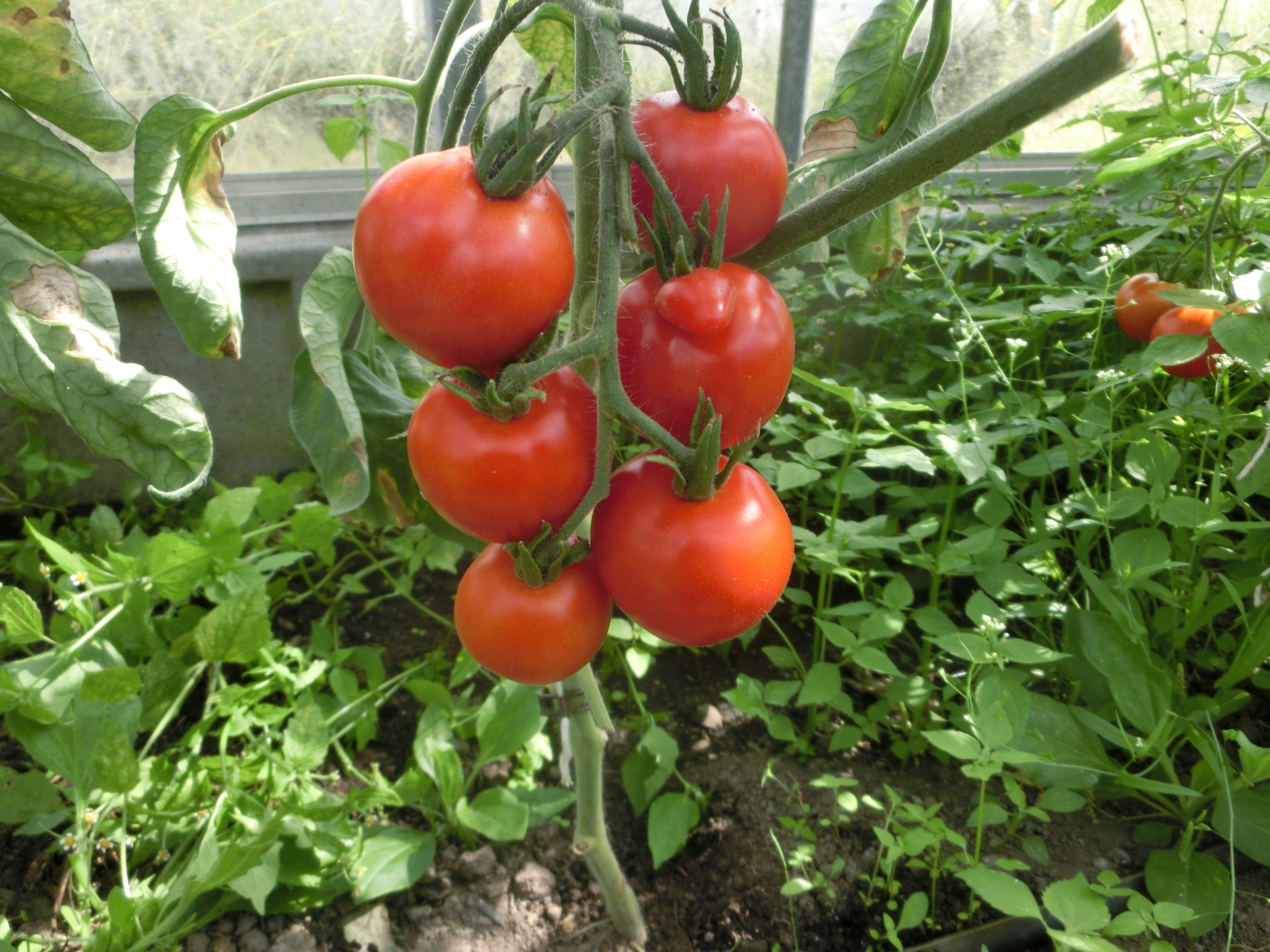 Tomatensaatgut Deutsche Kartoffeltomate