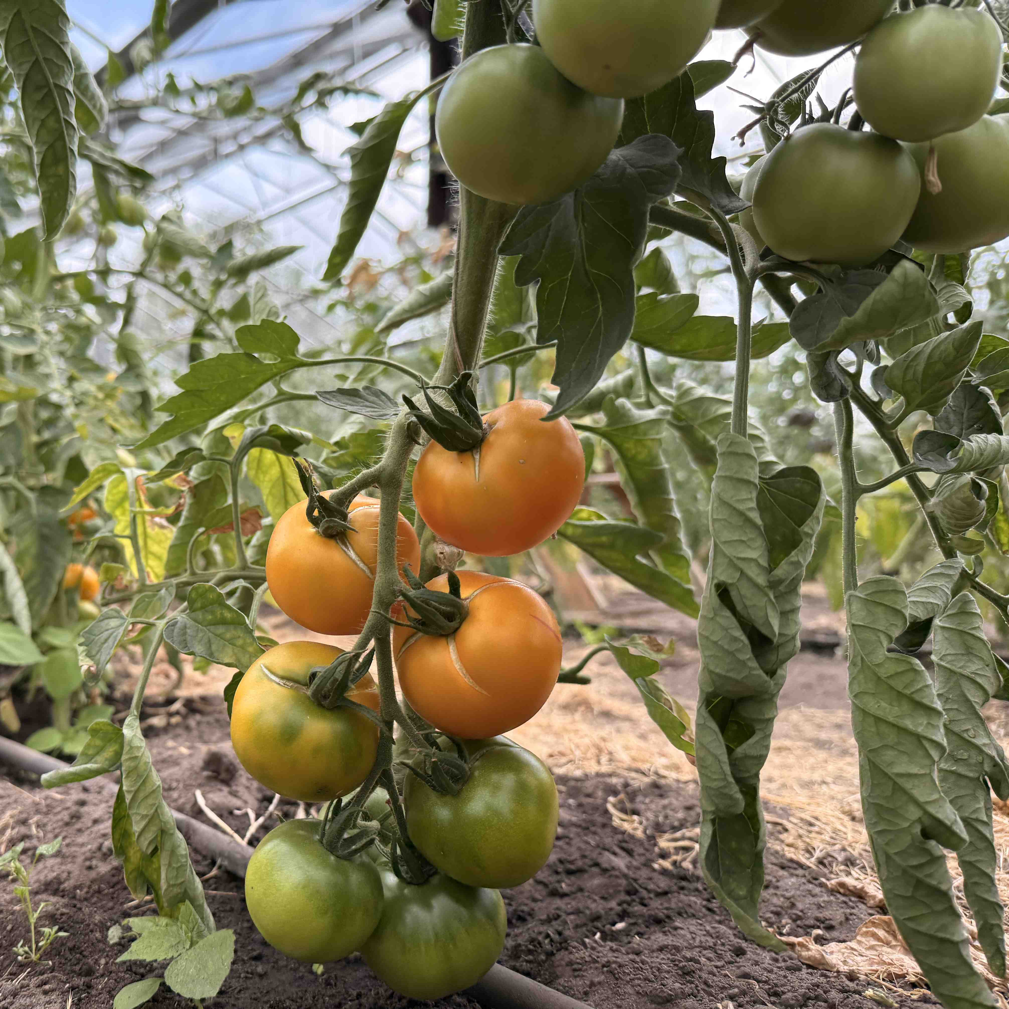 Tomatensaatgut Tangerine
