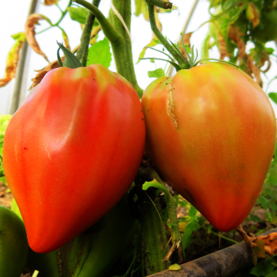Rot/Orange Herzförmige Tomatensorten