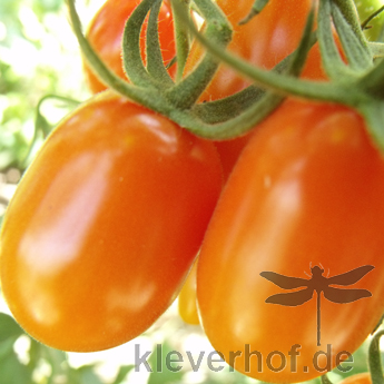 Orange Tomatenvielfalt mit geschmack
