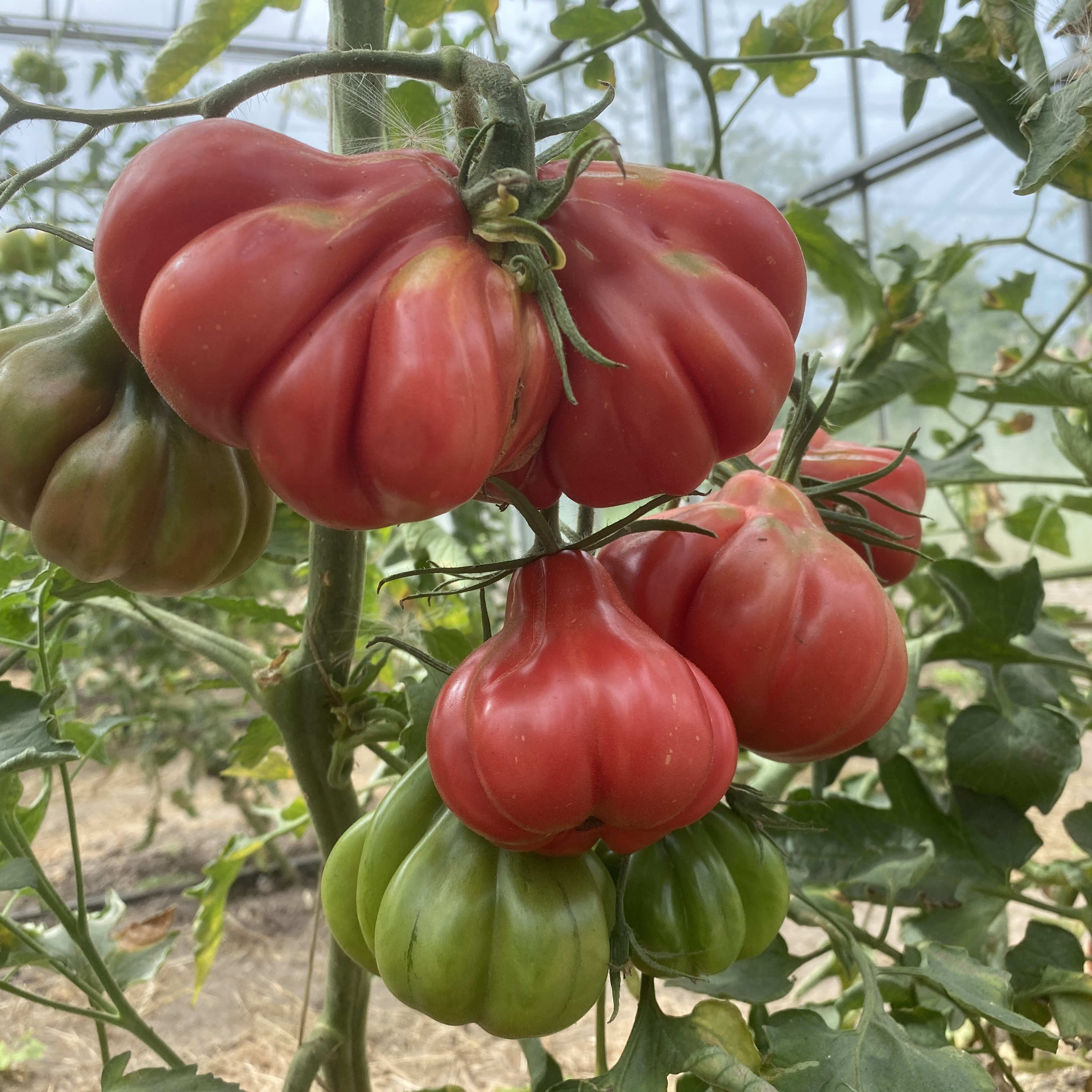 Tomatensaatgut Tlacolula Pink