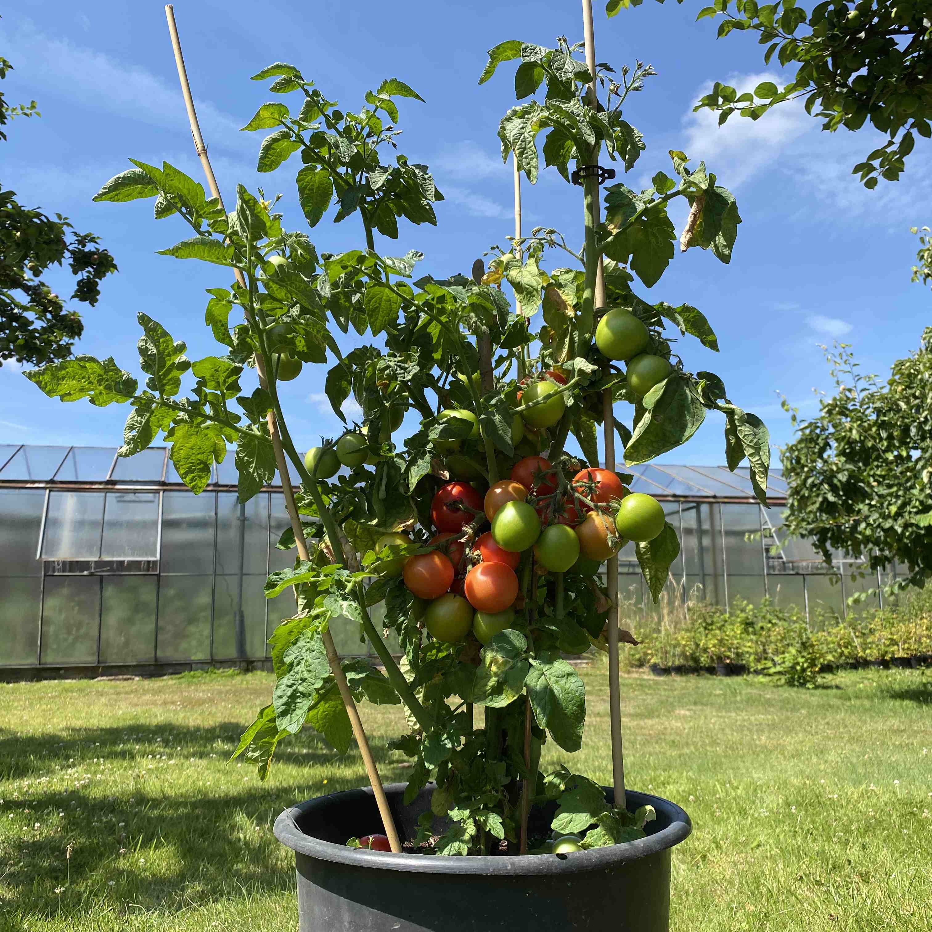 Tomatensaatgut Maja