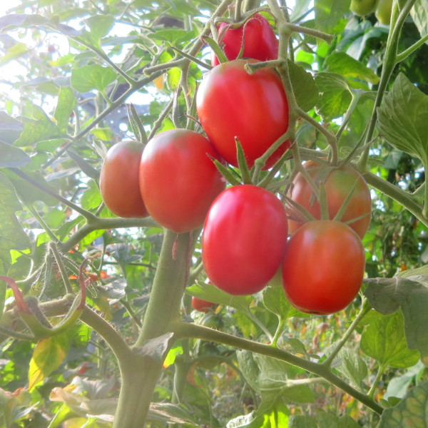 Rote und Pinke Tomatenvielfalt
