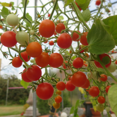 Rote Cherry Tomatenvielfalt mit gutem Geschmack