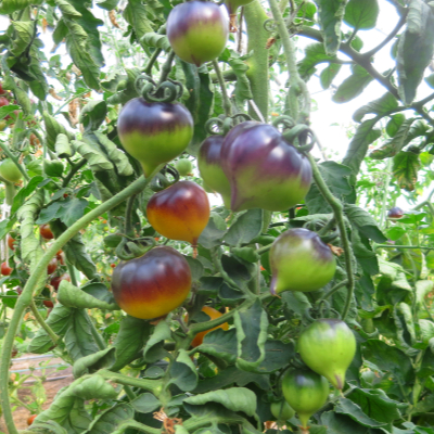 Orange/Blaue Bio Tomatenrarität