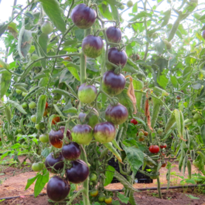 Gelbe und Blaue Tomatenvielfalt mit Geschmack