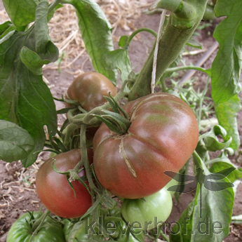 Braune Tomatenfrucht mit Geschmack