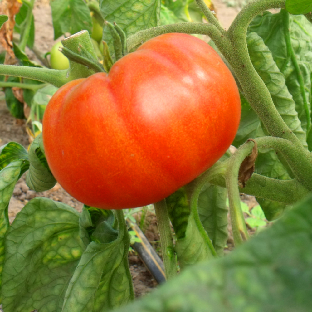 Knallrote Tomatenpflanze
