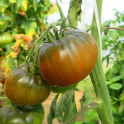 Braune Tomatenvielfalt mit grünem Kopf