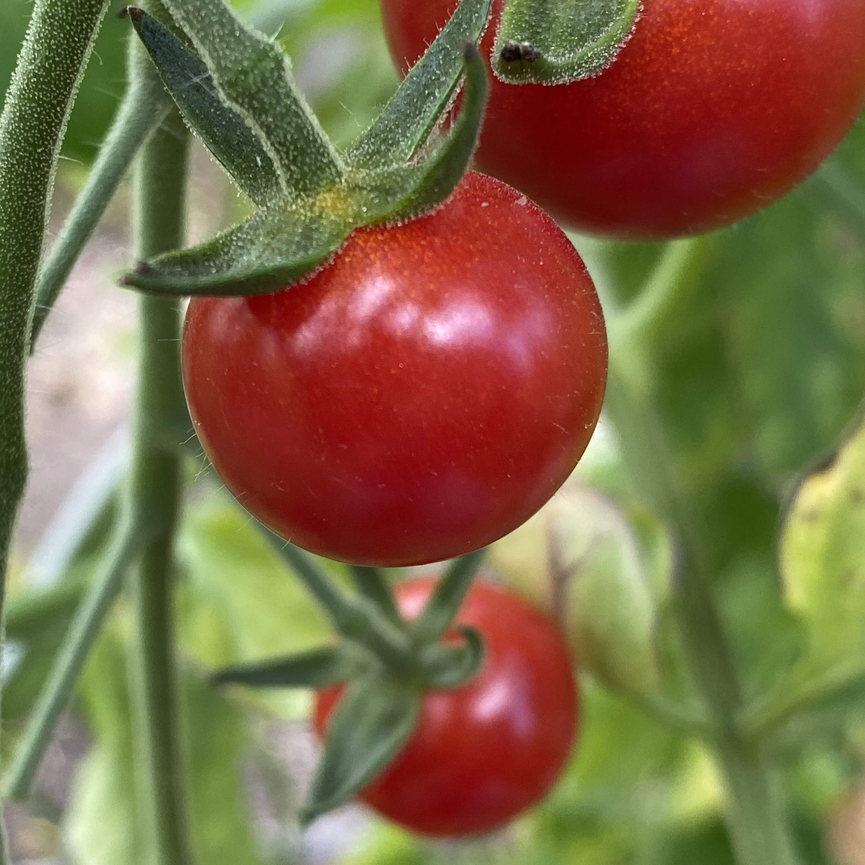 Tomatensaatgut Bolivian Obst Rot