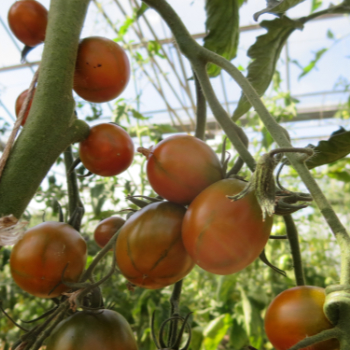 Braune Tomatenvielfalt
