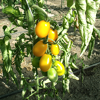 gelbe Tomatenvielfalt
